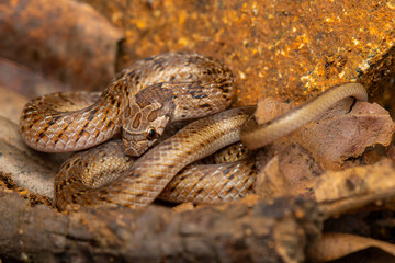 close up of a snake