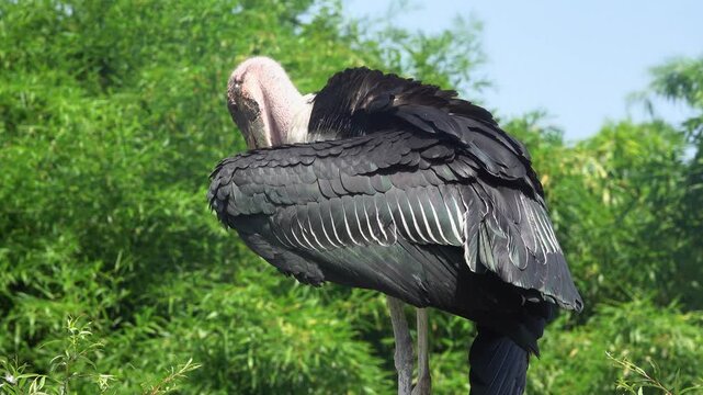Marabout bird washing her feathers