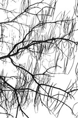 Tree branches as abstract background