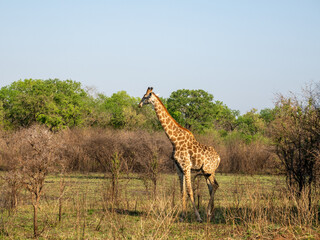 Giraffe