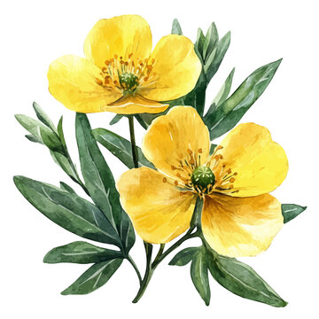 Rue Flower, watercolor drawing vector, isolated on a white background.