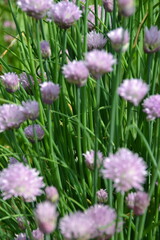 Fototapeta premium Spring onions in the garden