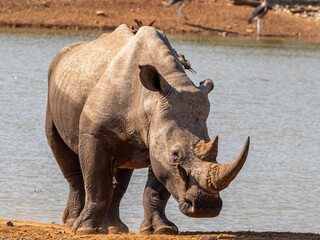 Obraz premium Nashorn