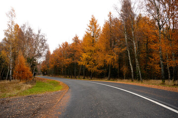 Curving asphalt road passing through an autumn forest with golden and orange foliage. Clear daylight, calm seasonal atmosphere, scenic countryside landscape, travel and nature concept.
