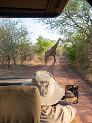 Giraffe © Peter