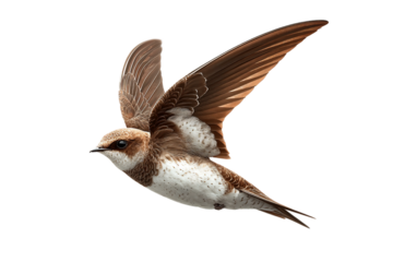 Migrating swift isolated on transparent background