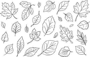 Beautiful handdrawn collection of outline tree leaves showcasing diverse shapes and botanical elements on a white background