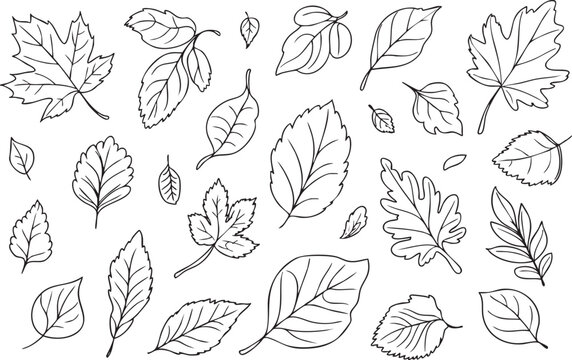 Beautiful handdrawn collection of outline tree leaves showcasing diverse shapes and botanical elements on a white background