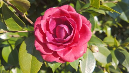 Blooming camellia flower in bright natural daylight, macro shot highlighting delicate pink petals and green leaves.