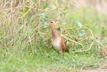 A male landrail (Crex crex) stands on grass among dense vegetation against a blurred background