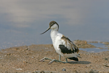 Young and adult pied avocet (Recurvirostra avosetta) photographed in different situations on the shore of a saltwater estuary