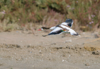Young common shelducks (Tadorna tadorna) are photographed close-up in various poses on a sandy beach.
