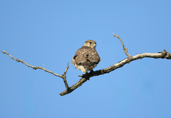 A female merlin (Falco columbarius) photographed close-up and life-size from behind, perched on a branch against a blue sky.