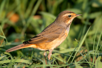 An adult bluethroat (Luscinia svecica) is photographed in extreme close-up in green grass.