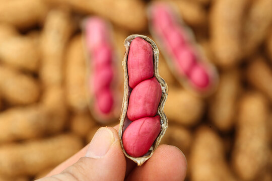 Fresh Red Coated Peanuts in Shell - Hand Holding Pink Nuts Food Photography