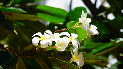 활짝 핀 플루메리아