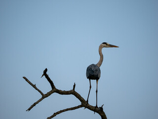 Naklejka premium Marabu