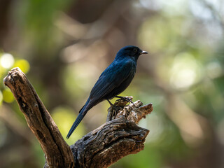 Schwarzfliegenschnäpper