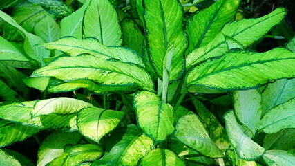 The broad leaves of dumb cane