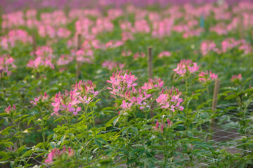 Obraz premium Vibrant Pink Flowers Blooming in a Lush Field Surrounded by Green Foliage Under Soft Natural Light
