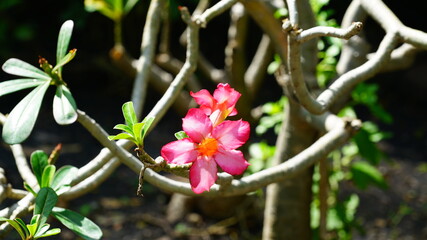 Desert rose in full bloom