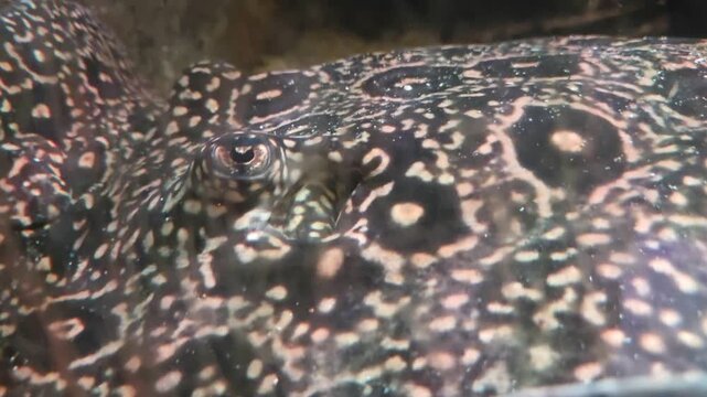 Close-up of a Camouflaged Stingray in Underwater Habitat for Marine Wildlife Studies