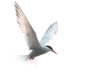 Tern with spread wings isolated on transparent background