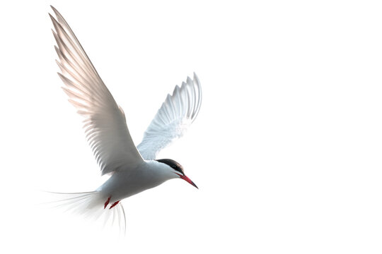 Tern with spread wings isolated on transparent background
