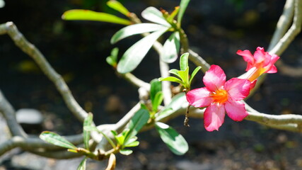Desert rose in full bloom