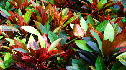 Codiaeum variegatum garden croton or variegated croton foliage with flowers, Croton leaves on branch in nature garden.