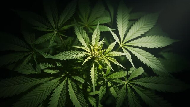 cannabis on a Black background