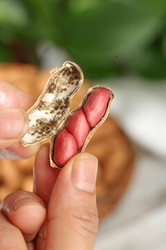 Fresh Red Peanuts in Cracked Shells Held in Hands
