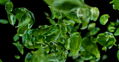 Fresh basil leaves captured in mid-air against a dark background. Vibrant green colors, organic texture, and dynamic motion create a clean, natural culinary concept.