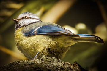 Fototapete bei efototapeten.de bestellen   
