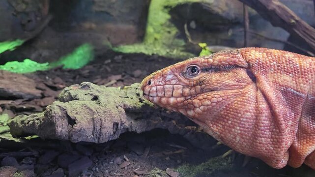 Close-Up of a Tegu Lizard in a Terrarium with Naturalistic Environment