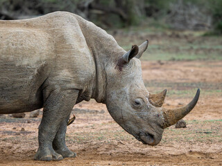 Obraz premium Nashorn