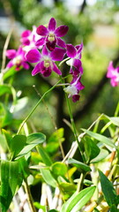 활짝 핀 열대 난꽃