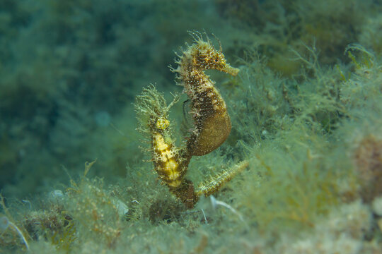 Mating Dance Marvel: Absolutely outstanding capture of two Hippocampus guttulatus (Long-snouted Seahorses) engaged in their delicate, vertical courtship ritual