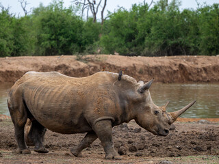 Fototapeta premium Nashorn
