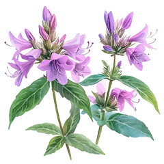 Bee Balm Flower, clipart watercolor vector with vivid accents and harmonious tones, isolated on a white background.