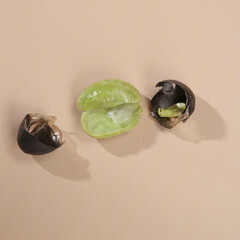 Sprouted Mung Bean Seeds with Green Shoots Growing from Black Hulls on Beige Background