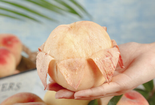 Fresh Yangshan Peach Being Peeled by Hand - Wuxi China Fruit