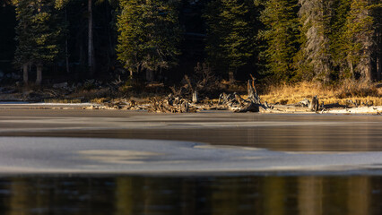 Sunlight dances on the clear mountain water, creating delicate patterns.