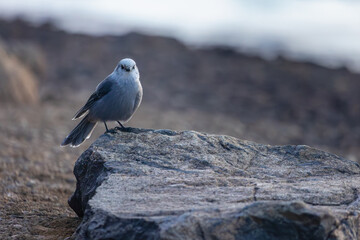The mountain bird sits quietly against a backdrop of evergreen forests in Colorado.