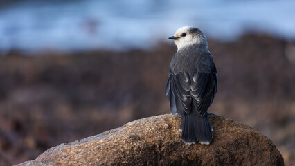 A gray jay perches on a rocky ledge in the Colorado Rockies, surveying the alpine landscape.