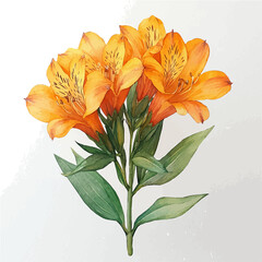 Alstroemeria Flower, clipart watercolor vector with gentle, isolated on a white background.