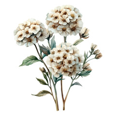 Achillea Flower, vector clipart in watercolor with smooth gradients, isolated on a white background. © brixel