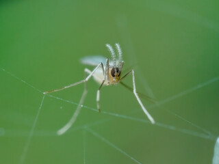 Flies have antennae like sheeps horns from front view