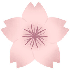 sakura cherry blossom