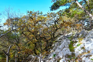 Oak tree in a mediterranean forest with rocks on the ground